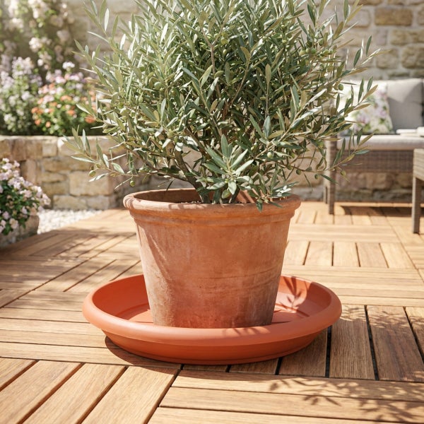 Olivenbaum in einem Terrakotta Blumentopf mit passendem Untersetzer auf einer Holzterrasse im Garten.