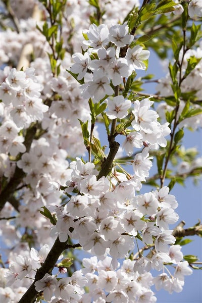 Nahaufnahme eines Kirschbaums in voller Blüte mit zahlreichen weißen Blüten und grünen Blättern am Ast