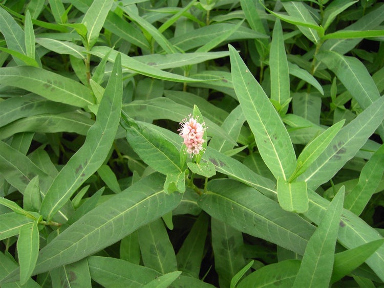 Persicaria amphibia, Wasserknöterich, ca. 9x9 cm Topf