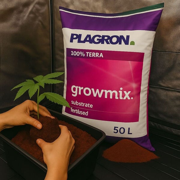 Hände pflanzen eine Jungpflanze in Plagron Growmix Substrat in einen Behälter neben einem 50 Liter Sack.