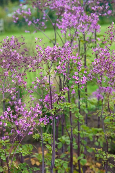 Thalictrum delavayi, Wiesenraute, zartlila, ca. 9x9 cm Topf