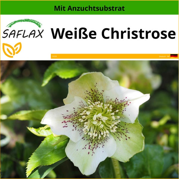 SAFLAX  - Weiße Christrose - Helleborus niger - 6 Samen - Mit keimfreiem Anzuchtsubstrat