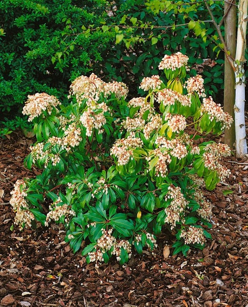 Pieris japonica 'Red Mill', Japanische Lavendelheide, rot, 30–40 cm