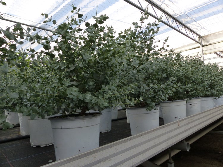 2x XL Eucalyptus Gunni Gunnii Busch Eukalyptusbaum 35- 50 cm, Pflanze winterhart
