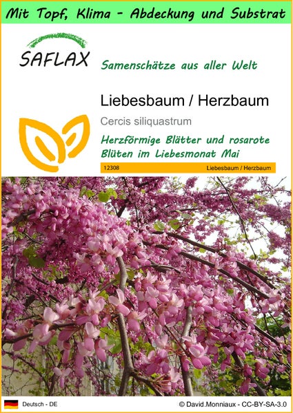 SAFLAX Garden to go - Liebesbaum / Herzbaum - Cercis siliquastrum - 60 Samen - Mit Topf, Klima - Deckel und Anzuchtsubstrat