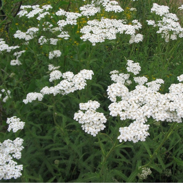 Schafgarbenpflanze mit weißen Blüten