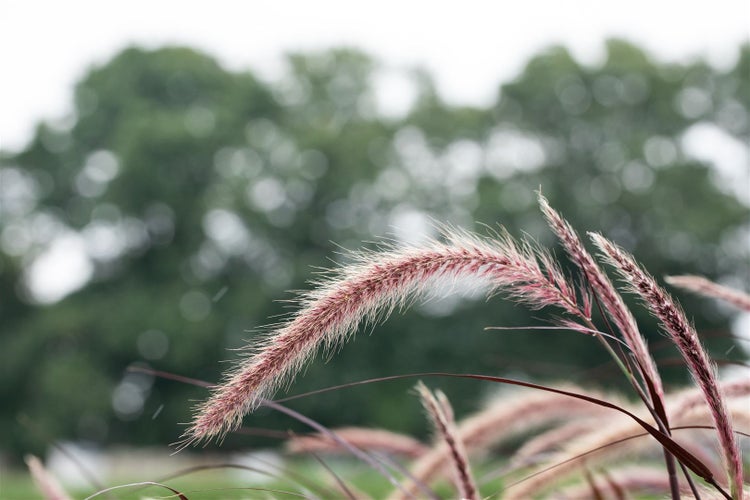 Nahaufnahme von Ziergras im Garten