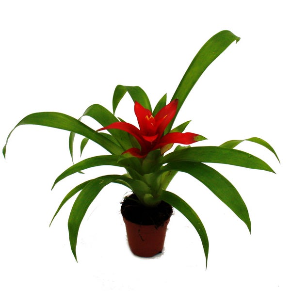 Mini-Guzmanien-Trio - Set mit 3 bunten Bromelien in 3 Farben - 5,5cm Topf