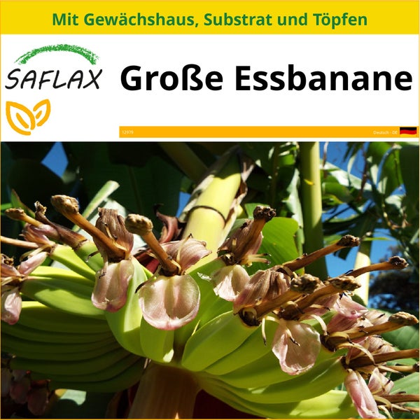 SAFLAX Anzucht Set - Große Essbanane - Musa X paradisiaca - 10 Samen - Mit Mini-Gewächshaus, Anzuchtsubstrat und 2 Töpfen