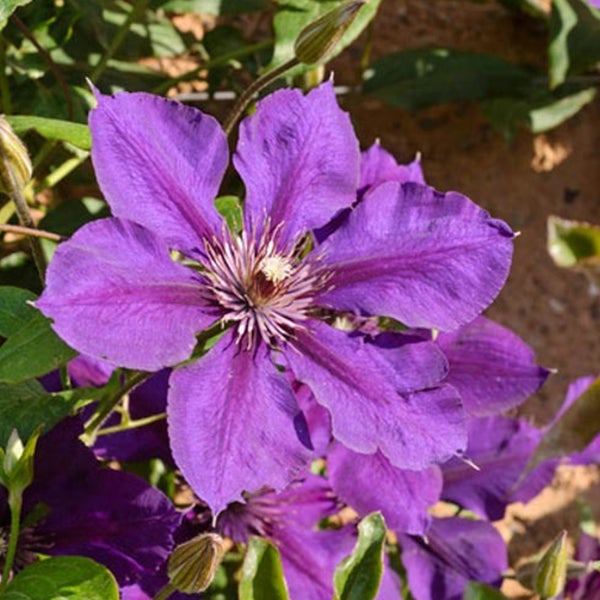 Nahaufnahme einer Clematisblüte mit violetten Blütenblättern.