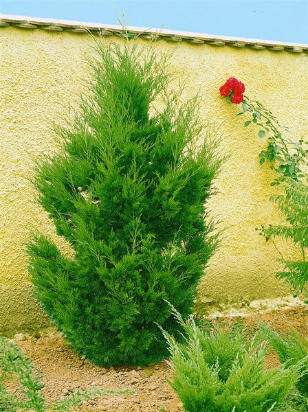 Juniperus virginiana 'Canaertii', Virginischer Wacholder, 60–80 cm