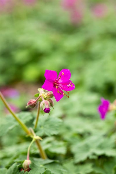 Geranium macrorrhizum 'Czakor', Balkan-Storchschnabel, purpurrot, ca. 9x9 cm Topf