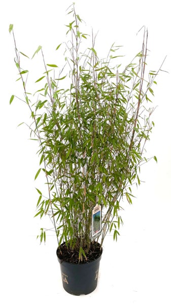 Bambus im Topf