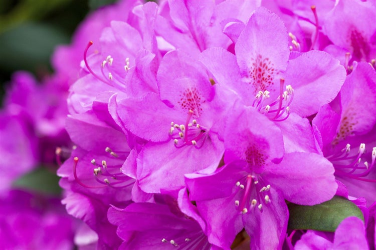 Rhododendron Hybr. 'Catawbiense Boursault', lila Blüten, 40–50 cm