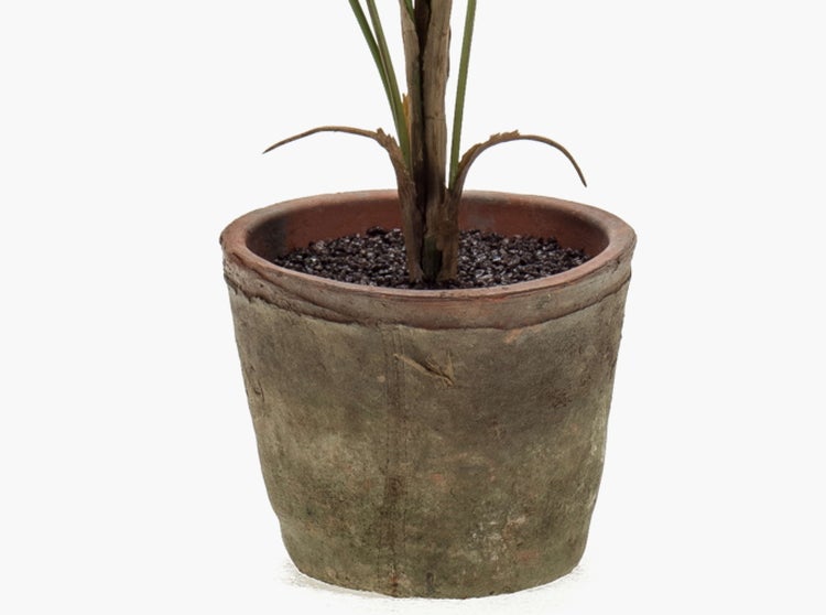 Grünes Palmblatt einer Zimmerpflanze mit schmalen Blattfiedern.