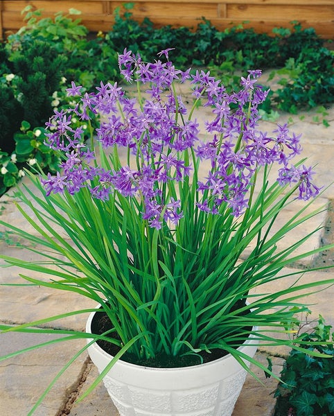 Tulbaghia violacea, Knoblauchgras, lila Blüten, ca. 9x9 cm Topf
