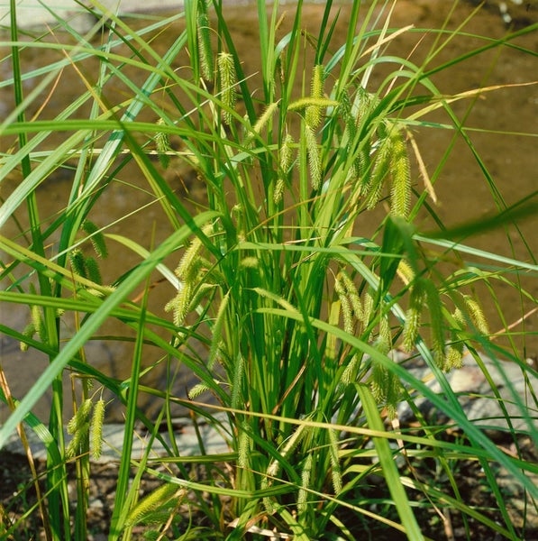 Carex pseudocyperus, Scheinzypergras-Segge, ca. 9x9 cm Topf