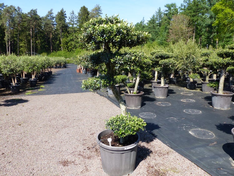 Olivenbaum 7 Pon Pon Bonsai Formgehölz Gartenbonsai Olea europaea Olive winterhart