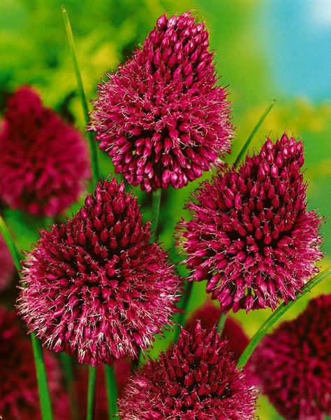 Allium sphaerocephalon, Kugellauch, purpurrot, ca. 9x9 cm Topf