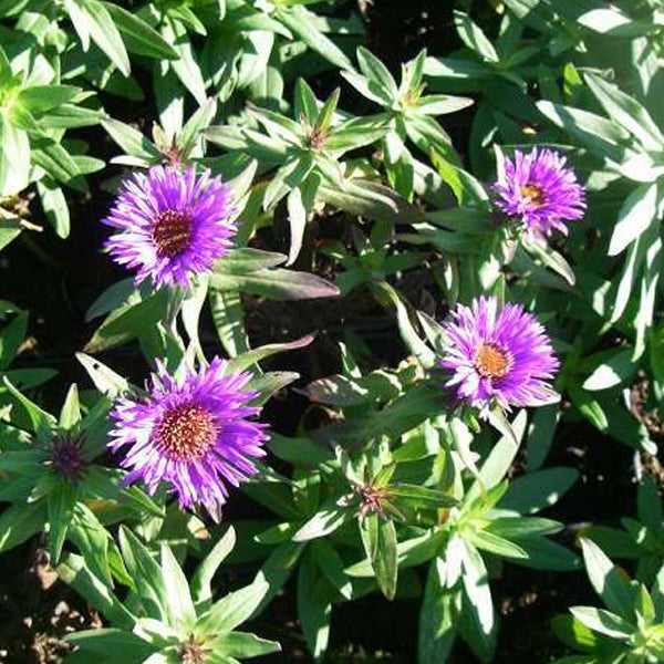 Nahaufnahme von lila Herbstastern mit grünen Blättern.