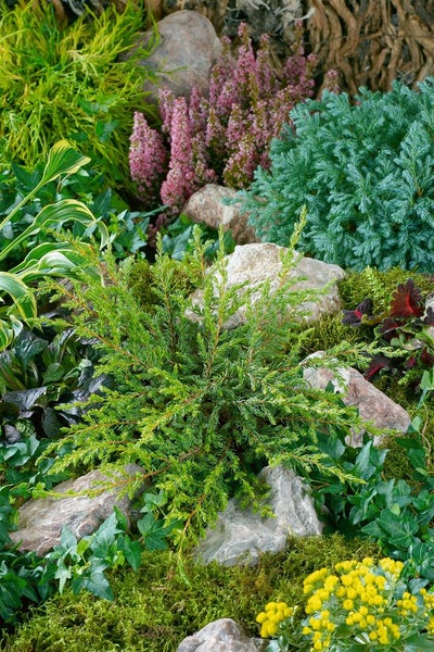 Gartenlandschaft mit verschiedenen Pflanzen und Steinen