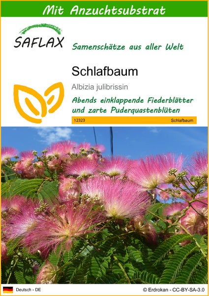 SAFLAX  - Schlafbaum - Albizia julibrissin - 50 Samen - Mit keimfreiem Anzuchtsubstrat