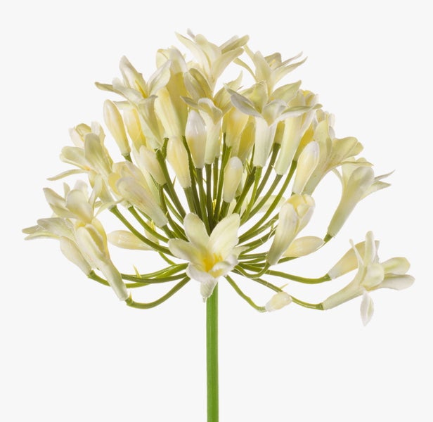 Künstliche Schmucklilie Agapanthus mit cremeweißen Blüten und grünem Stiel.