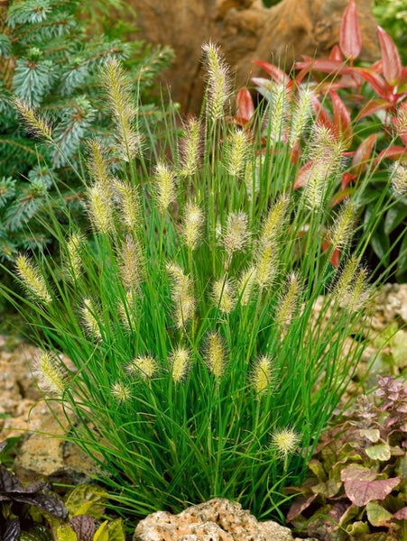 Pennisetum alopecuroides 'Little Bunny', Lampenputzergras, kompakt, 3-5 L Topf