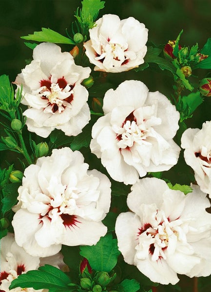 Hibiscus syriacus 'Lady Stanley', Roseneibisch, rosa-weiß, 60–80 cm