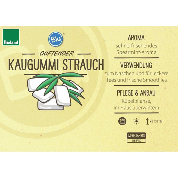 Kaugummistrauch in BIO-Qualität - Lippia polystacha - Kräuterpflanze im 12cm Topf