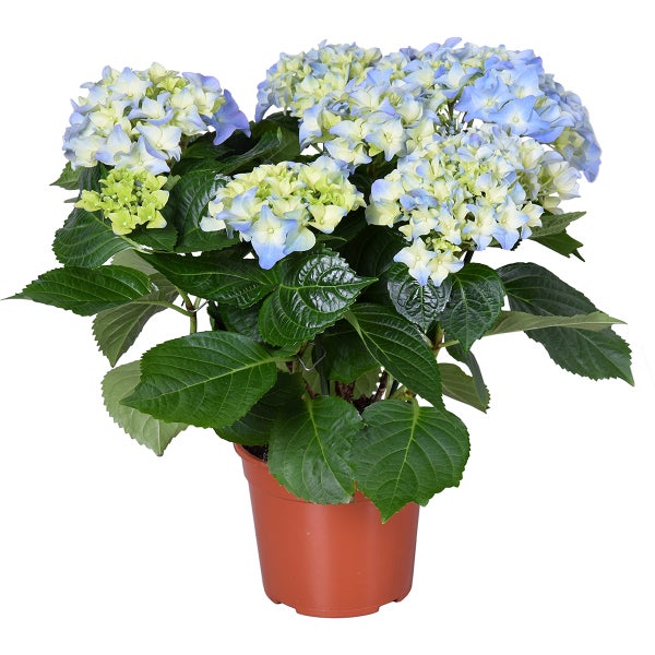 Hydrangea Macrophylla 'Early Blue' – Hortensie – Strauch – Winterherz – ⌀14 cm – ↕30-40 cm