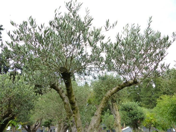 Ein alter Olivenbaum mit einem verzweigten Stamm und einer dichten Krone aus kleinen schmalen Blättern in einer Baumschule.