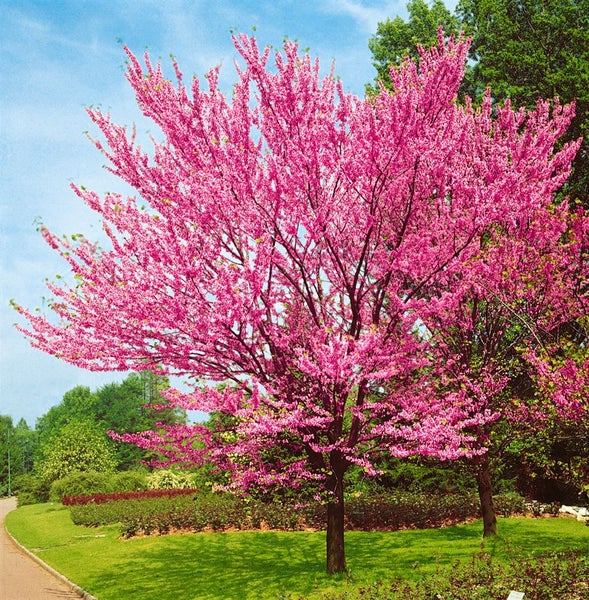 Ein blühender Judasbaum mit zahlreichen kräftig rosa Blüten im Frühjahr in einer Gartenlandschaft.
