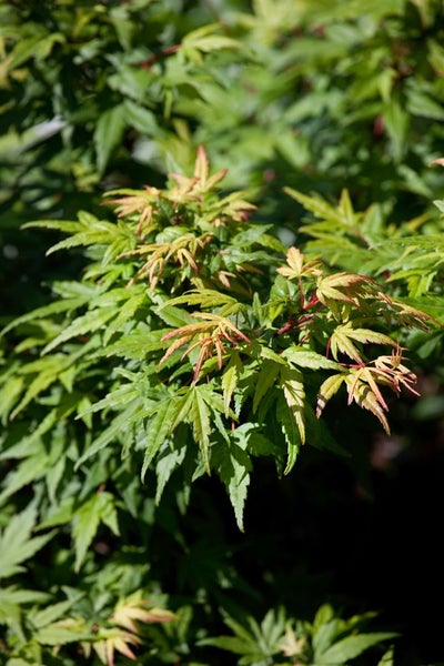 Acer palmatum 'Seiun kaku', Japanischer Ahorn, 100–125 cm