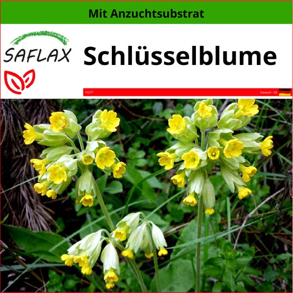 SAFLAX  - Schlüsselblume - Primula veris - 100 Samen - Mit keimfreiem Anzuchtsubstrat