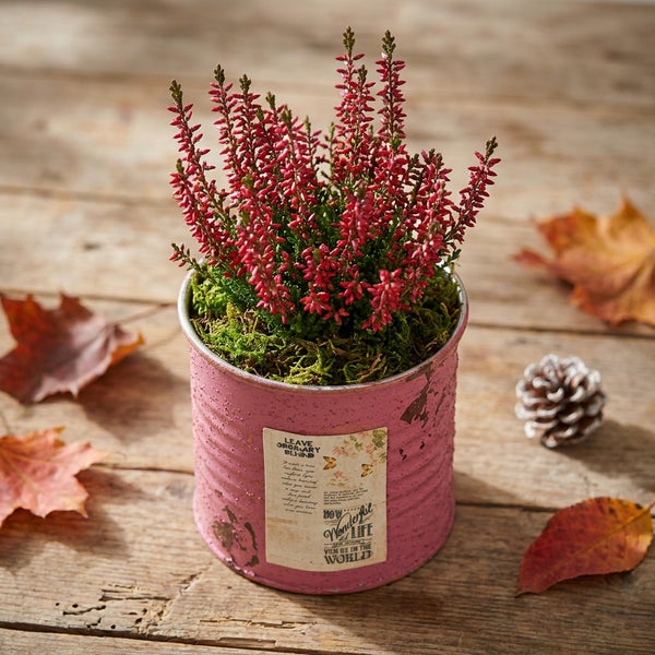 Calluna vulgaris Besenheide in einem dekorativen Topf mit Vintage Etikett auf einem Holztisch mit Herbstlaub und einem Tannenzapfen.