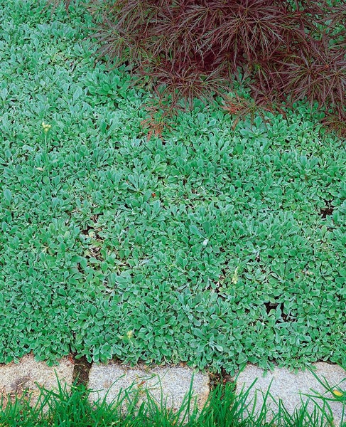 Antennaria dioica var.borealis, Katzenpfötchen, ca. 9x9 cm Topf