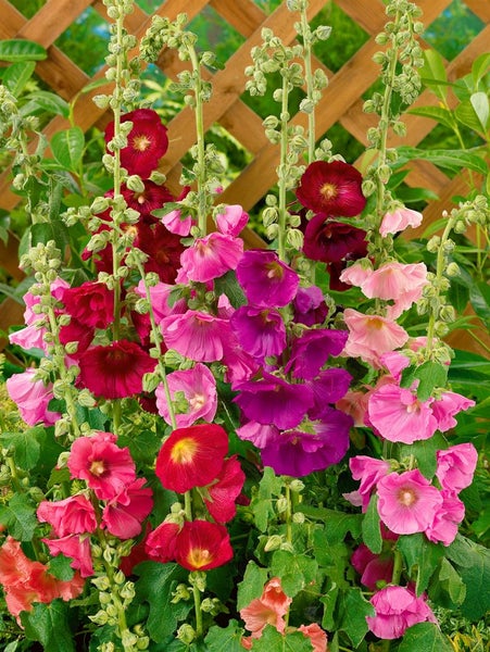 Alcea ficifolia, Feigenblättrige Stockrose, ca. 9x9 cm Topf