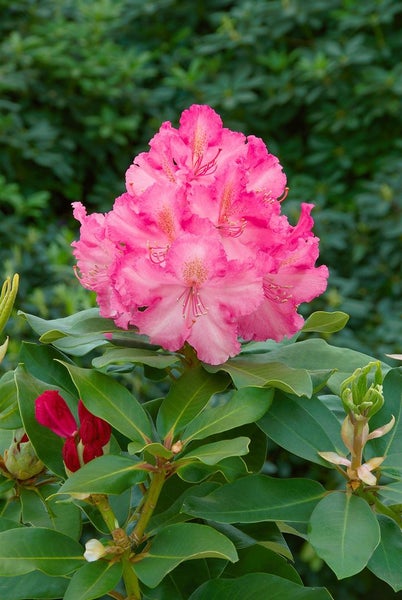 Rhododendron Hybr. 'Anastasia', Rhododendron, rosa Blüten, 40–50 cm