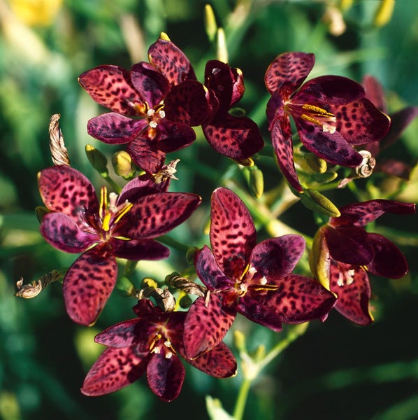 Blütenstand der Tigerblume mit gefleckten Blütenblättern.