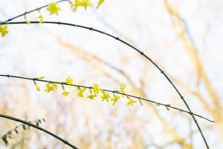 Jasminum nudiflorum, Winterjasmin, gelb, 40–60 cm