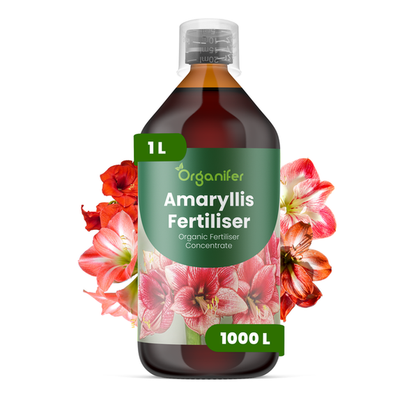 Organifer Amaryllis Dünger, organisches Flüssigdünger-Konzentrat, 1 Liter Flasche.