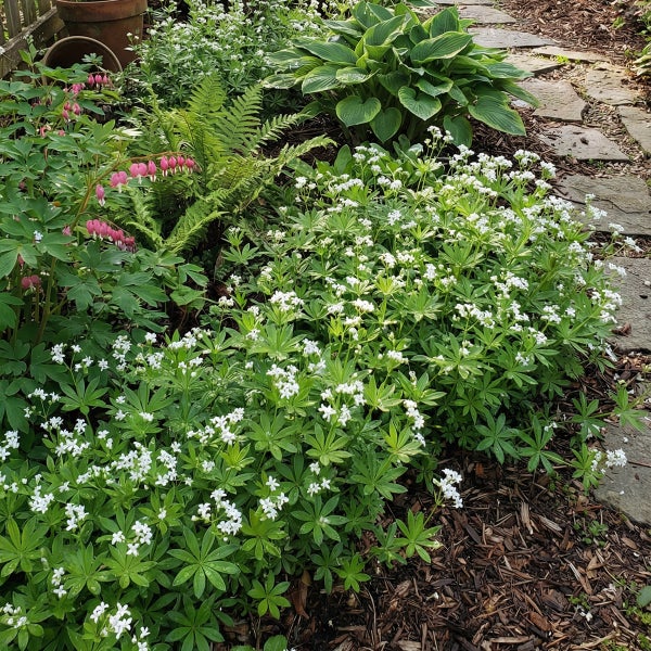 Ein Gartenbeet mit blühendem Waldmeister, einem Tränenden Herz, Farnen und einer Funkie neben einem Steinpfad.