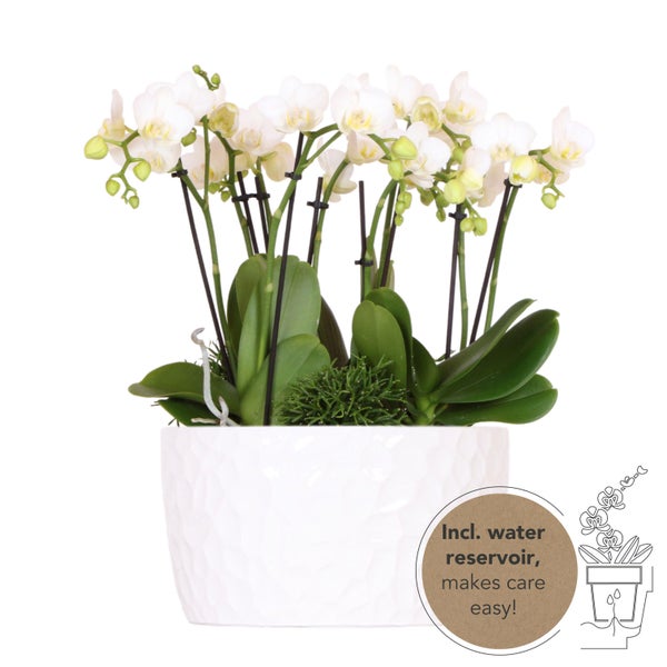 Kolibri Orchideen weißes Pflanzenset in Honigschale inkl. Wasserreservoir drei weiße Orchideen Amabilis 9cm und drei Grünpflanzen