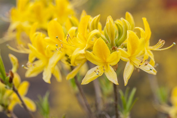 Gelbe Azaleenblüten in Nahaufnahme