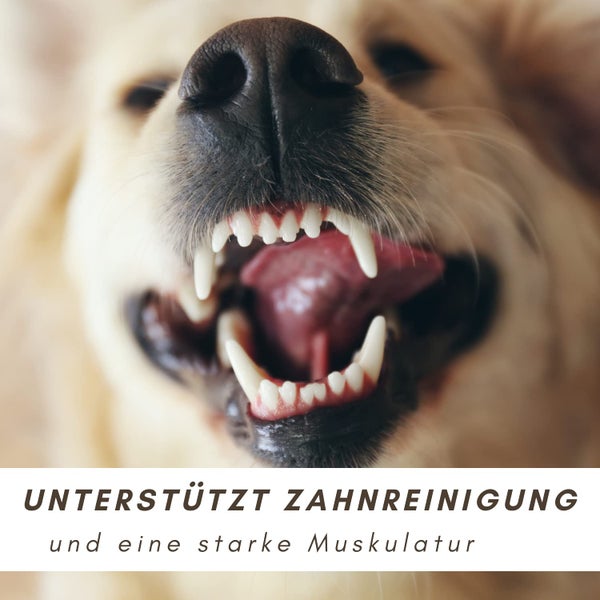 Nahaufnahme eines Hundes mit offenem Maul, zur Unterstützung der Zahnreinigung