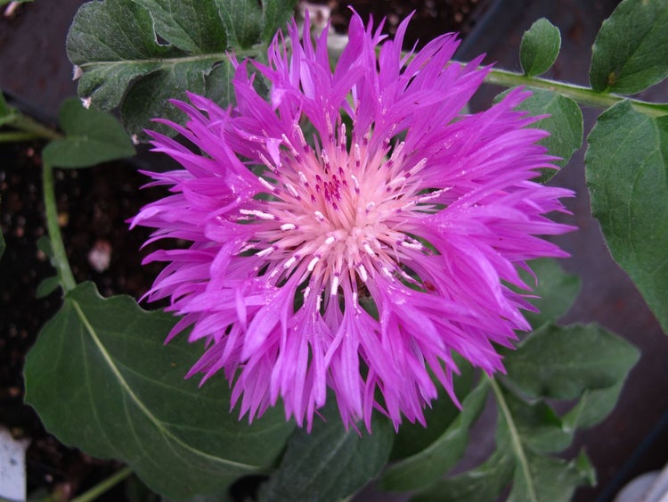 Centaurea hypoleuca 'John Coutts', Flockenblume, rosa, ca. 9x9 cm Topf