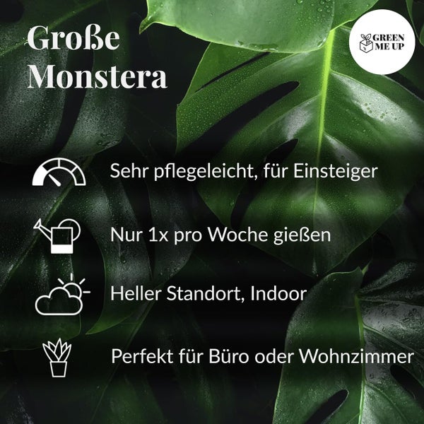 Monstera Deliciosa Fensterblatt, pflegeleichte luftreinigende Zimmerpflanze, Höhe 70–80 cm, Topf 19–21 cm