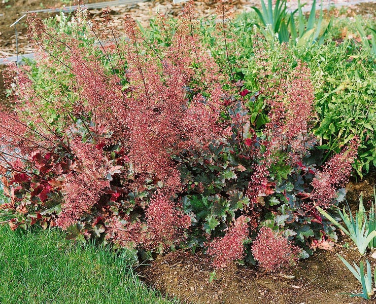 Purpurglöckchen Heuchera mit dunklem Laub und rötlich-pinken Blütenrispen in einem Garten.
