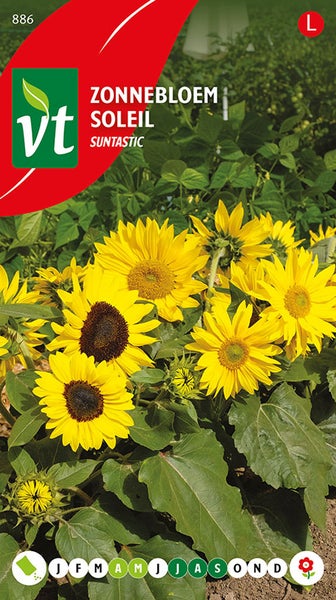 Sonnenblumen SUNTastic Samenpackung
